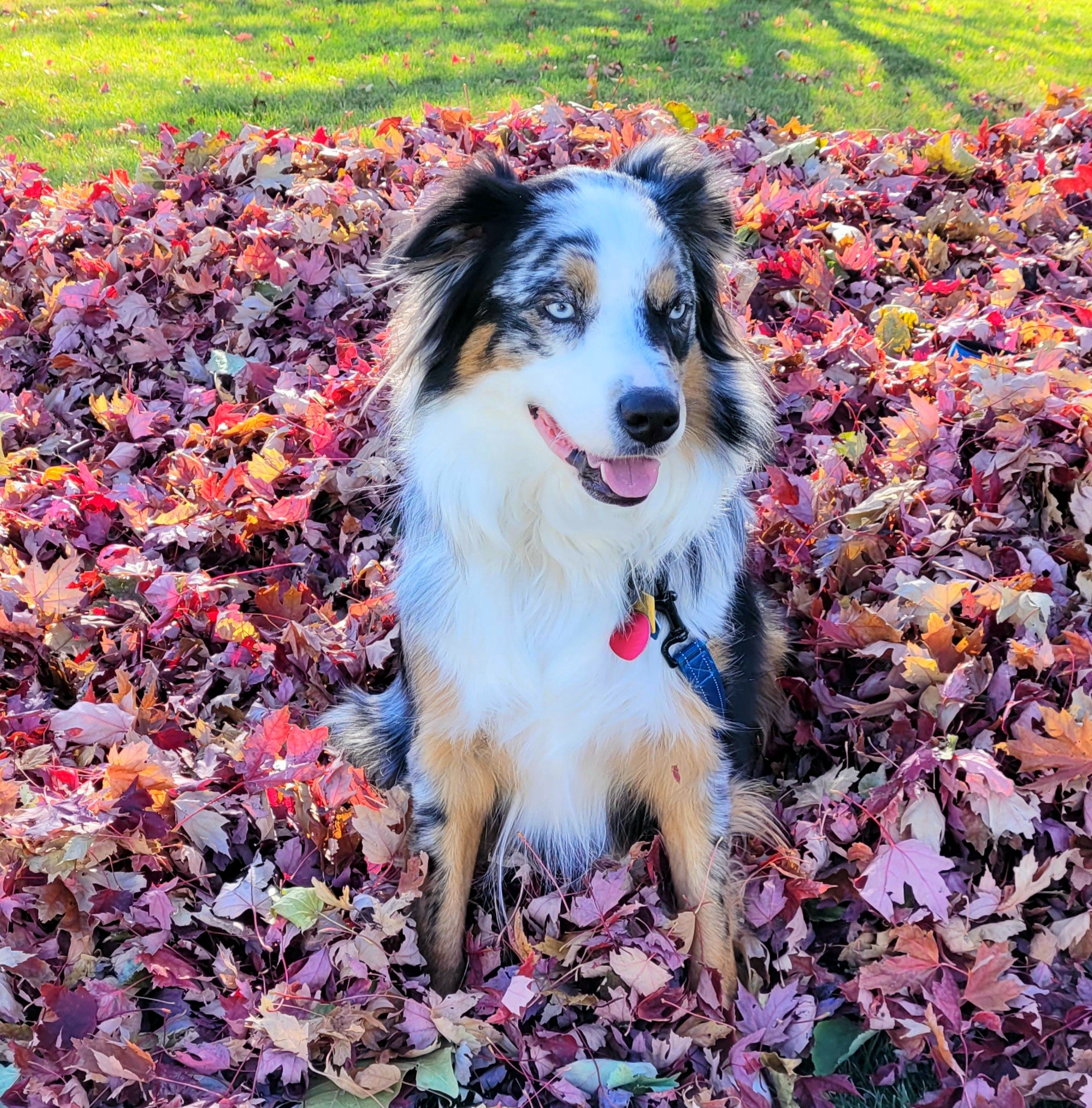 Australian Shepherd in Leaves